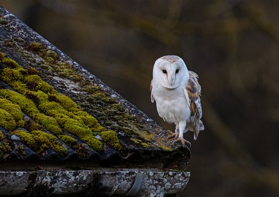 Barn owl